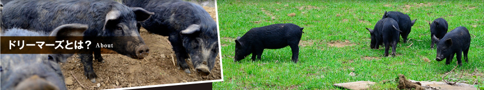 ドリーマーズとは？