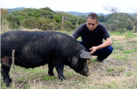 青空の下で健康に育った豚
