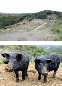 希少品質『縄文豚』