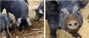 生のコブクロ、食べてますか？