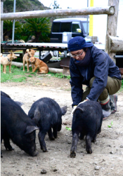 青空の下で健康に育った豚