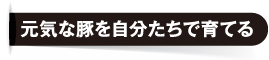 元気な豚を自分たちで育てる