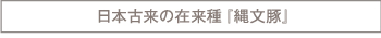 日本古来の在来種『縄文豚』