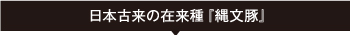 日本古来の在来種『縄文豚』